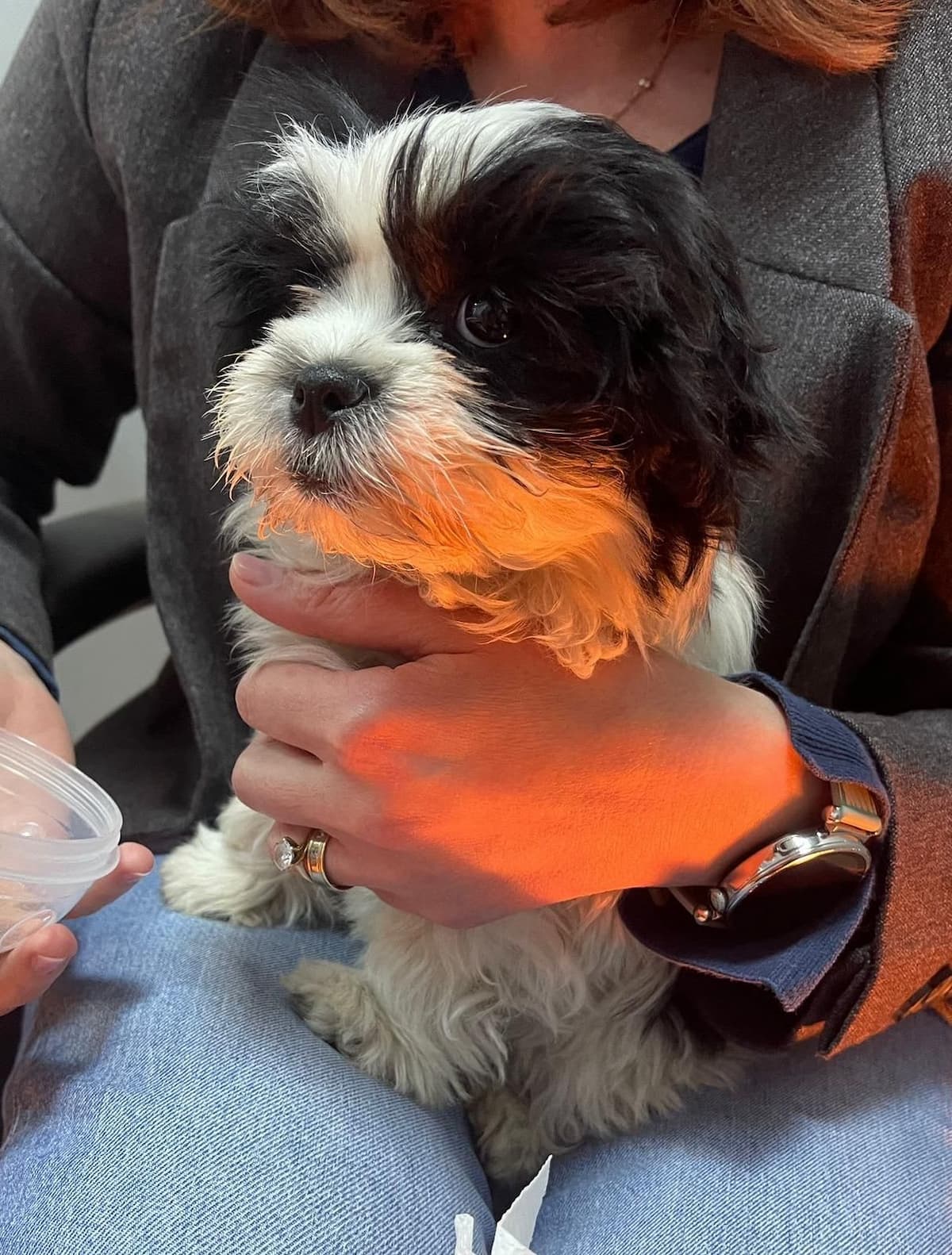 Polițist arădean reținând suspect pentru furtul unui pui de Shih Tzu Polițist arădean reținând suspect pentru furtul unui pui de Shih Tzu